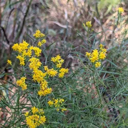 Geneva Wilderness Area - Oviedo