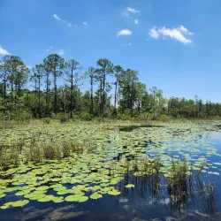 Geneva Wilderness Area - Oviedo