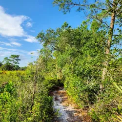 Geneva Wilderness Area - Oviedo