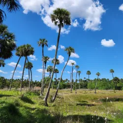 Little Big Econ State Forest - Oviedo