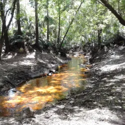 Little Big Econ State Forest - Oviedo