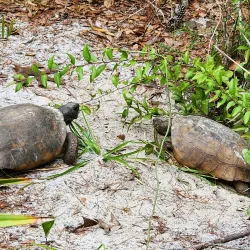 Turkey Creek Sanctuary - Palm Bay