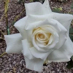 Washington Oaks Gardens State Park - Palm Coast