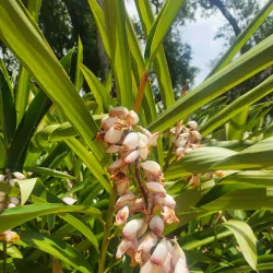 Washington Oaks Gardens State Park - Palm Coast