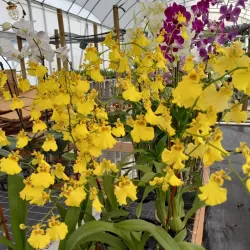 Palmetto Farmers Market - Palmetto