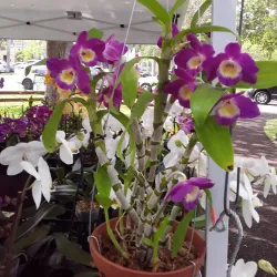 Palmetto Farmers Market - Palmetto