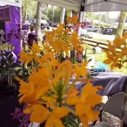 Palmetto Farmers Market - Palmetto