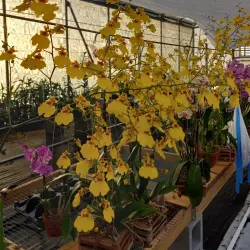 Palmetto Farmers Market - Palmetto