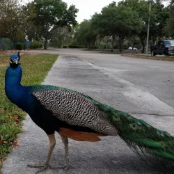 C.B. Smith Park - Pembroke Pines