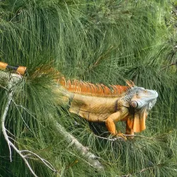 C.B. Smith Park - Pembroke Pines