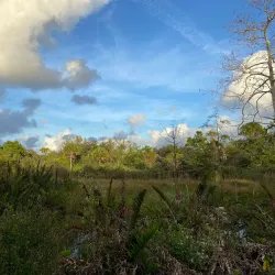 Hillsboro Pineland Natural Area - Pembroke Pines