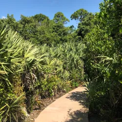 Hillsboro Pineland Natural Area - Pembroke Pines