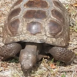 Hillsboro Pineland Natural Area - Pembroke Pines
