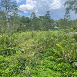 Hillsboro Pineland Natural Area - Pembroke Pines