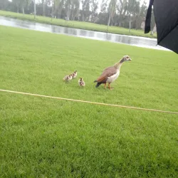 Pembroke Pines Golf Course - Pembroke Pines