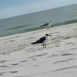 Gulf Islands National Seashore - Pensacola