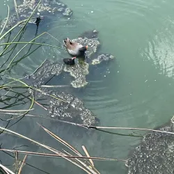 Eagle Lake Park - Pinellas Park