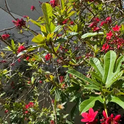 Pinellas Park Community Center - Pinellas Park