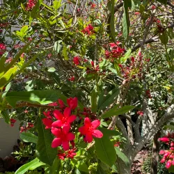 Pinellas Park Community Center - Pinellas Park