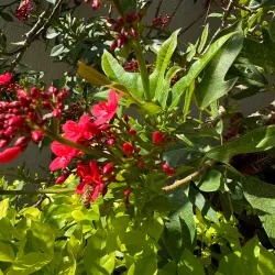 Pinellas Park Community Center - Pinellas Park