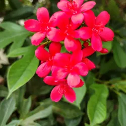 Pinellas Park Community Center - Pinellas Park