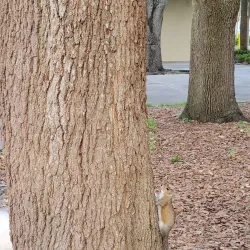 Walter Fuller Park - Pinellas Park