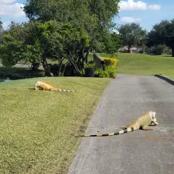 Jacaranda Golf Club - Plantation