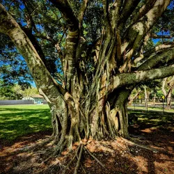 Plantation Heritage Park - Plantation