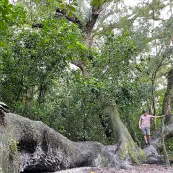 Tree Tops Park - Plantation
