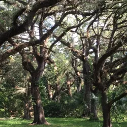 Tree Tops Park - Plantation