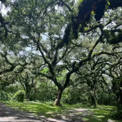Tree Tops Park - Plantation