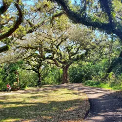 Tree Tops Park - Plantation