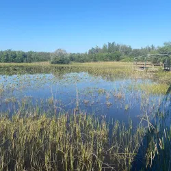 Tree Tops Park - Plantation