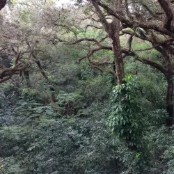 Tree Tops Park - Plantation