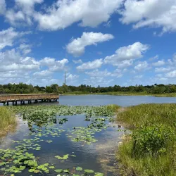Volunteer Park - Plantation