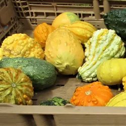 Port Orange Farmers Market - Port Orange