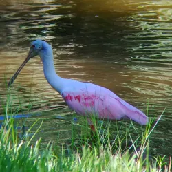 Saxony Park - Port Orange