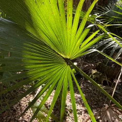 Oak Hammock Park - Port St Lucie