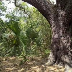 Oak Hammock Park - Port St Lucie