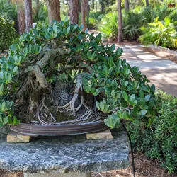 Port St. Lucie Botanical Gardens - Port St Lucie