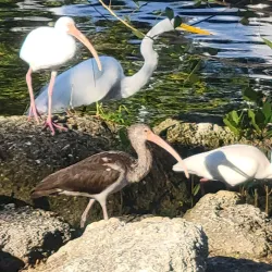 Riverwalk Boardwalk - Port St Lucie