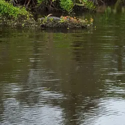 Savannas Preserve State Park - Port St Lucie