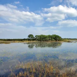 Savannas Preserve State Park - Port St Lucie