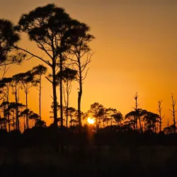 Savannas Preserve State Park - Port St Lucie