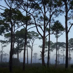 Savannas Preserve State Park - Port St Lucie