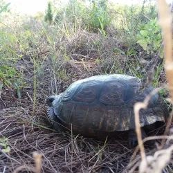 Savannas Preserve State Park - Port St Lucie