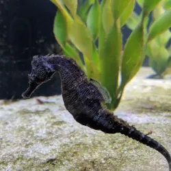 St. Lucie County Aquarium - Port St Lucie