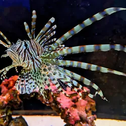 St. Lucie County Aquarium - Port St Lucie