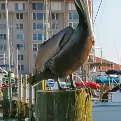 Downtown Safety Harbor - Safety Harbor