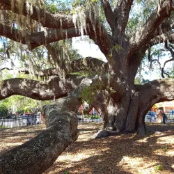 Safety Harbor Library - Safety Harbor